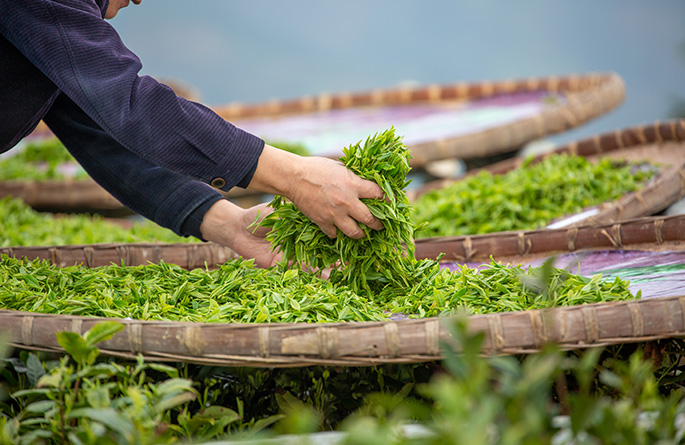 茶叶种植生产