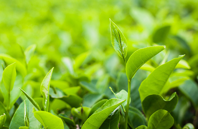 “中茶牌”紫阳富硒毛尖茶上市