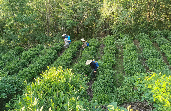 紫阳县天茂富硒茶业开发有限公司