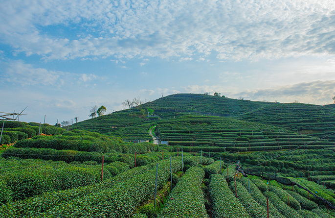 种植茶叶