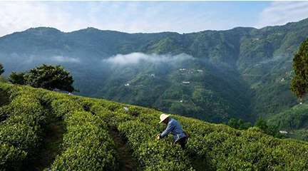 茶艺师