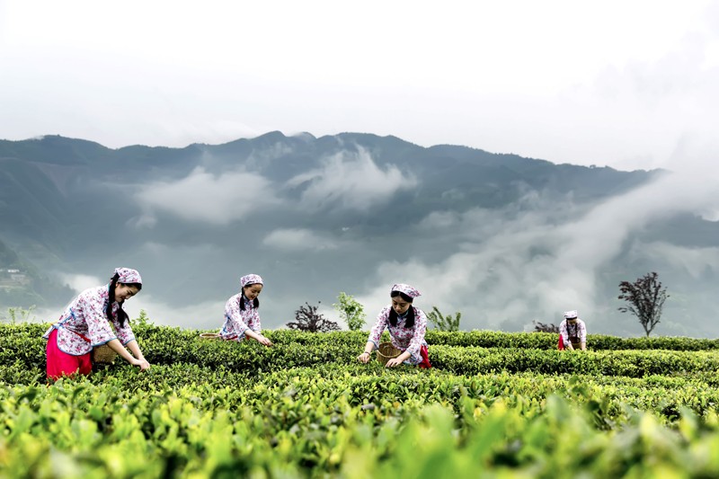 紫阳富硒茶入选茶叶品牌声誉百强榜