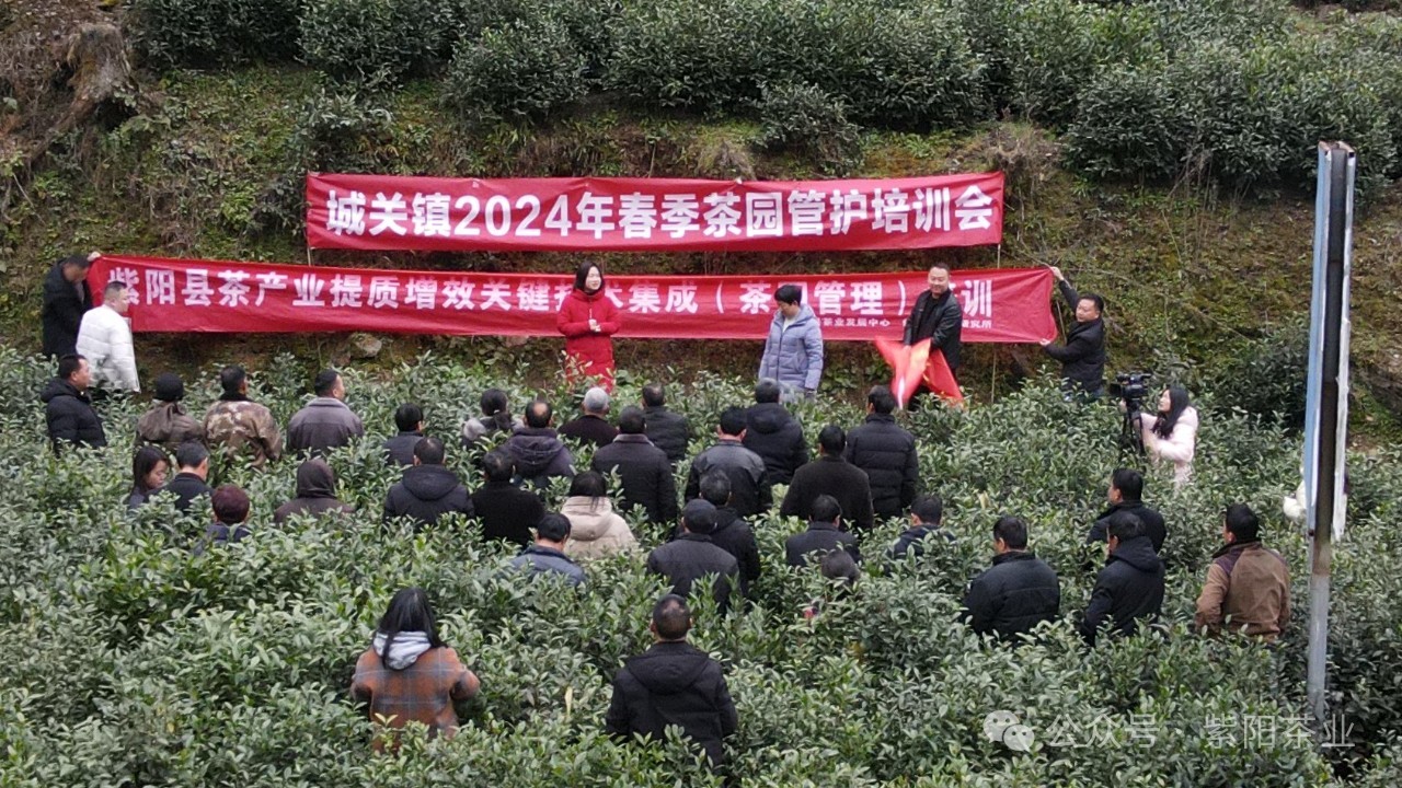 紫阳县启动春季茶业培训 助力产业高质量发展