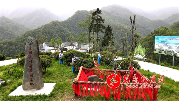 紫阳：山里有片古茶树