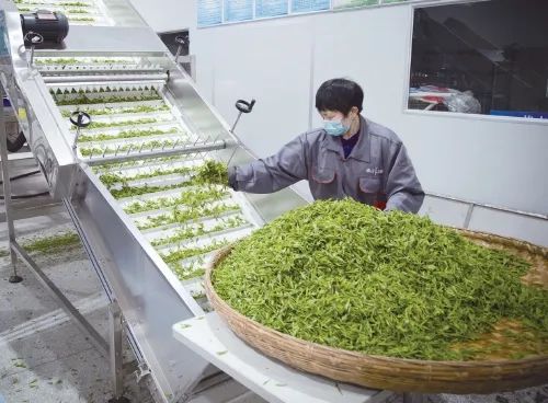 一业突破 多业并进——陕西紫阳县创建农业现代化示范区探索山区农业发展路径观察