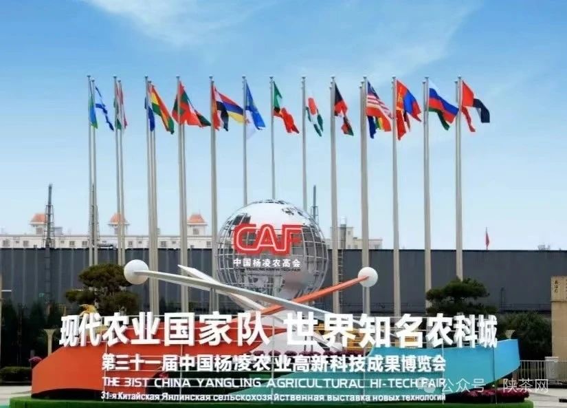 紫阳富硒茶成为第三十一届中国杨凌农高会唯一指定用茶