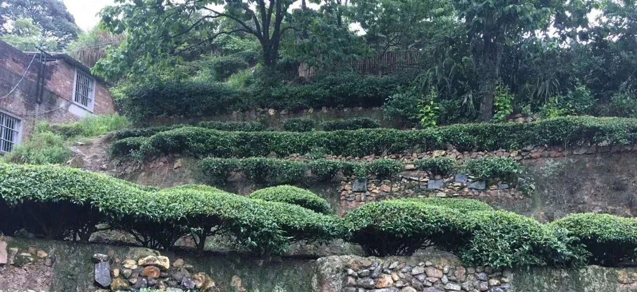 疏蔸亮脚一招鲜， 品质提升看的见