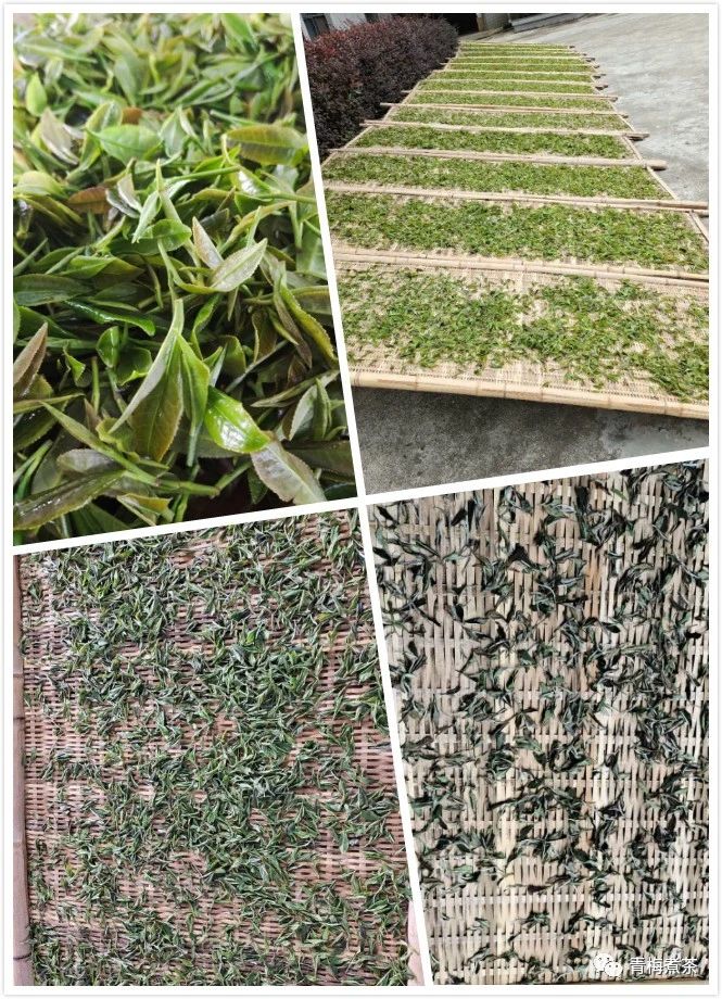 紫阳白茶：历史贡茶的珍贵传承