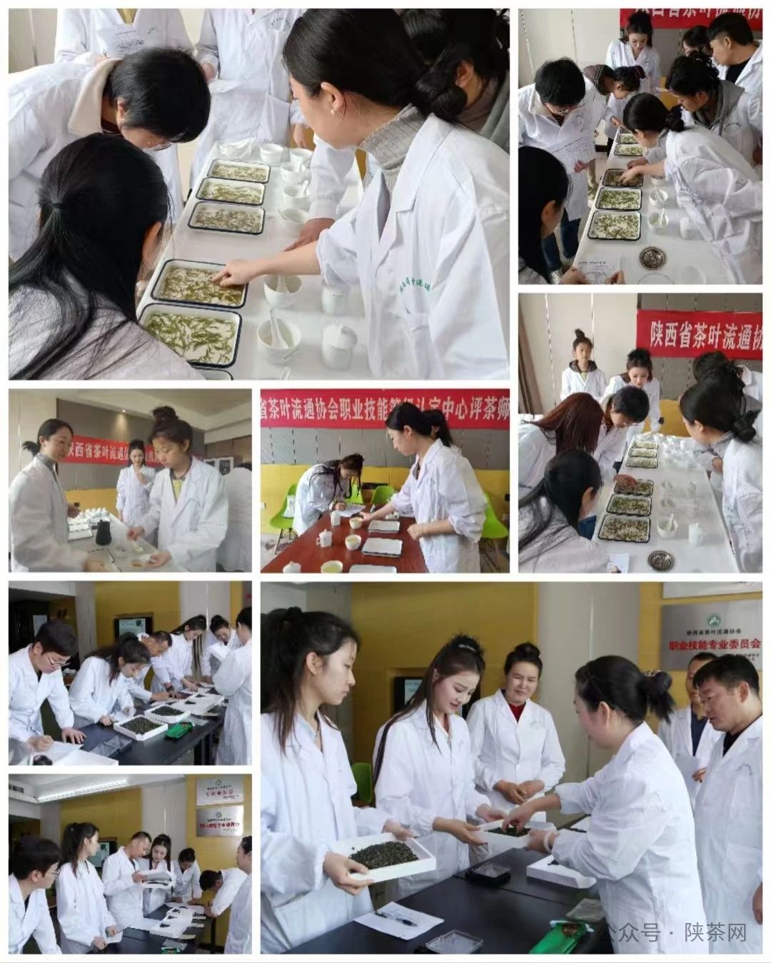 陕西省茶叶流通协会初级茶艺师（兴趣班）培训报名