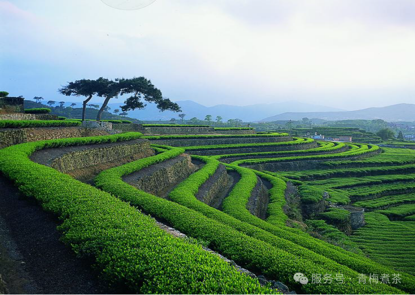 冬日茶园管理：加强茶园基础设施提升与科技种管的探索