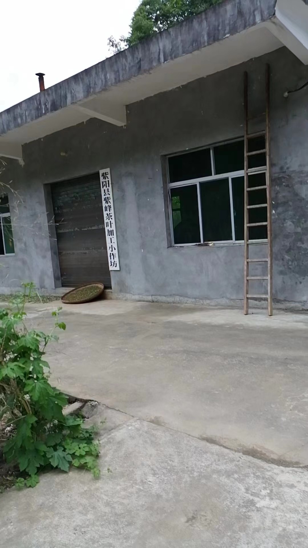 紫阳县紫峰茶叶加工小作坊