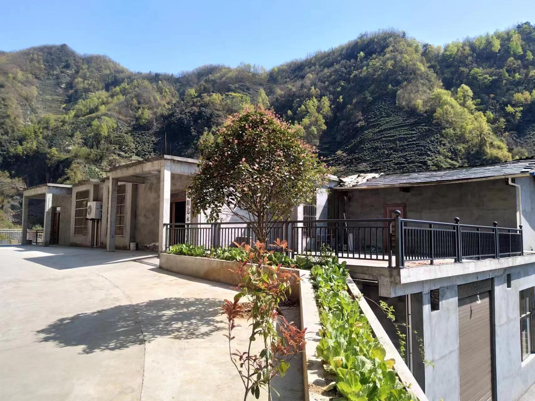 紫阳县永安茶厂