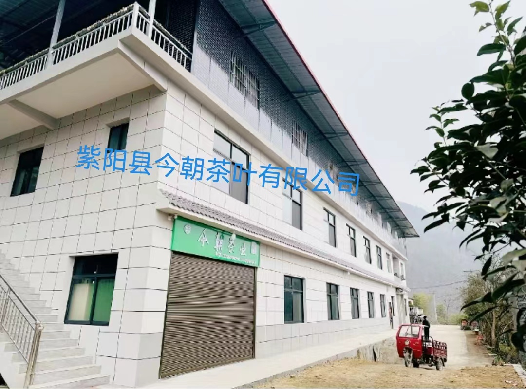 紫阳县今朝茶业有限公司