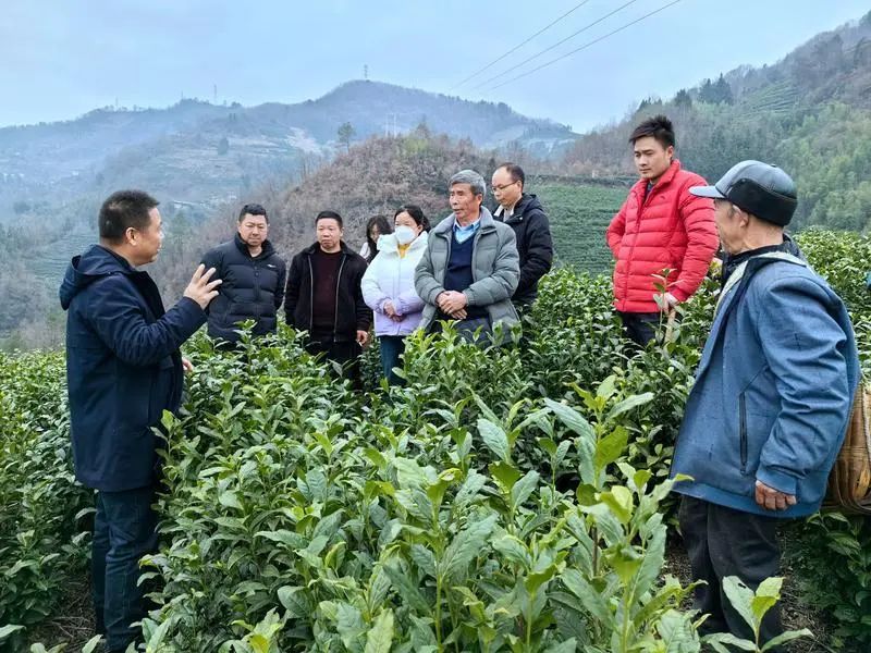 陕西紫阳：硒茶香自“春锄醒”