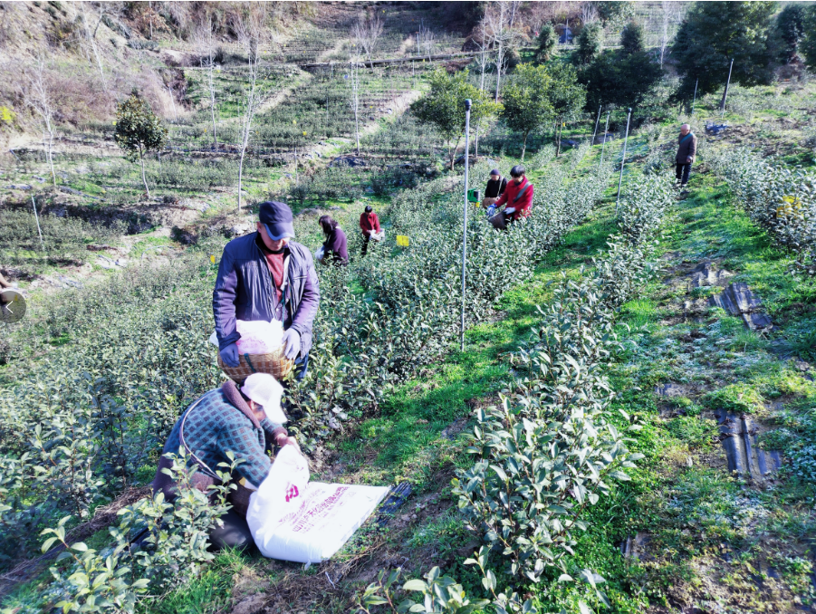 三秦大地春来早 | 焕古镇：不负春暖好时光 细护茶园盼茗香