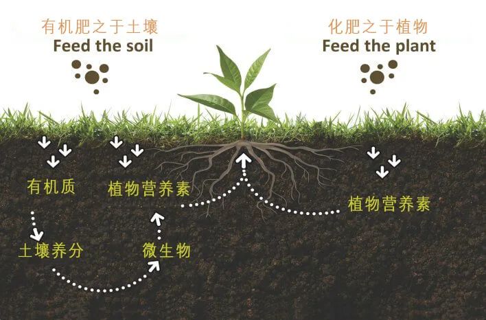 茶科普 | 茶树也“挑食”？这些茶树“投喂”要点你必须知道！