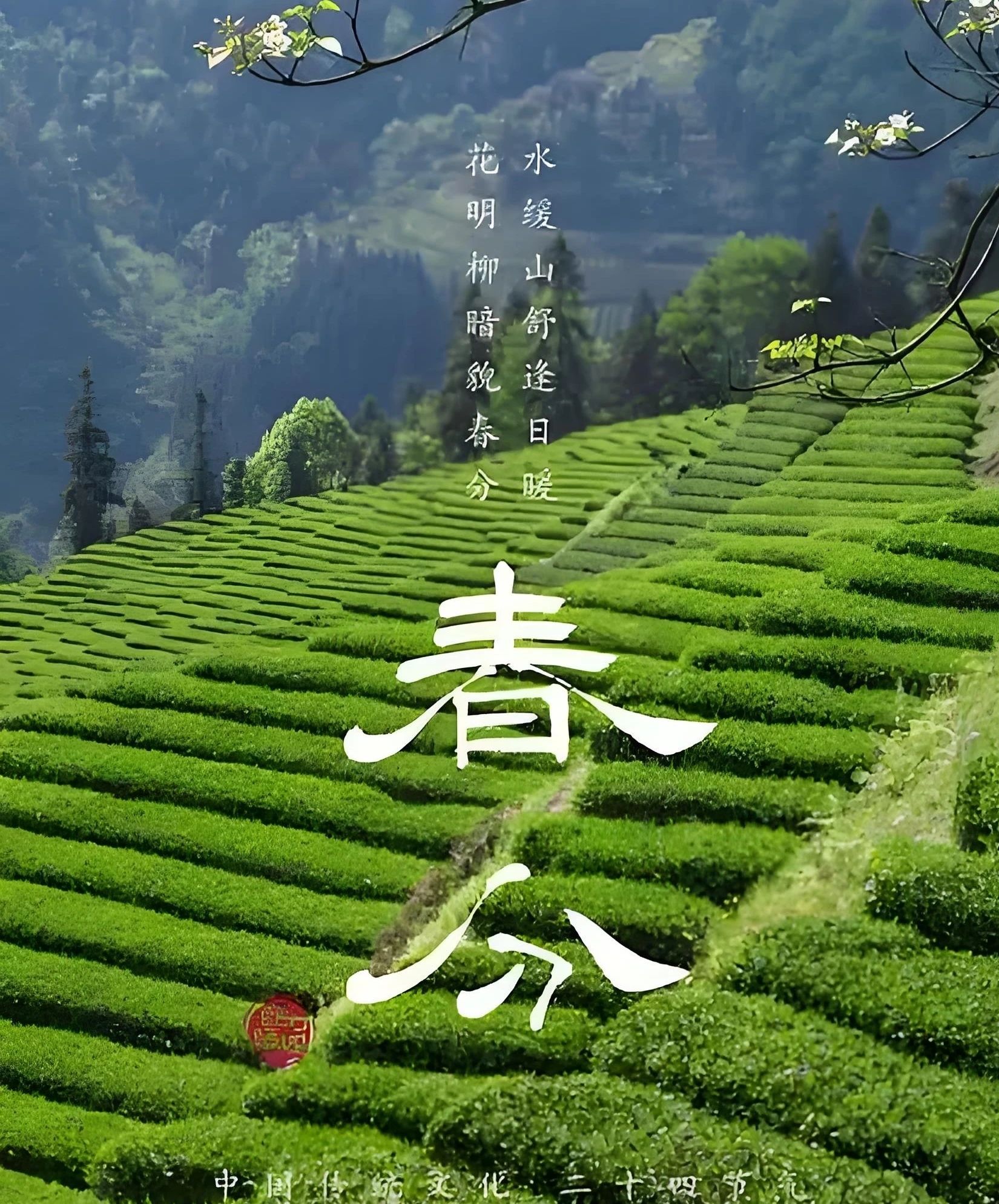 【二十四节气】春分：一盏茶里的春意盎然