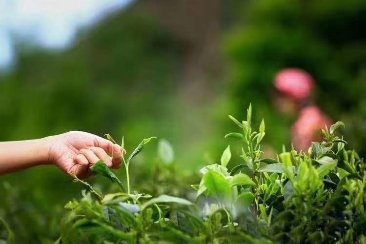 向德刚调研春茶生产准备工作