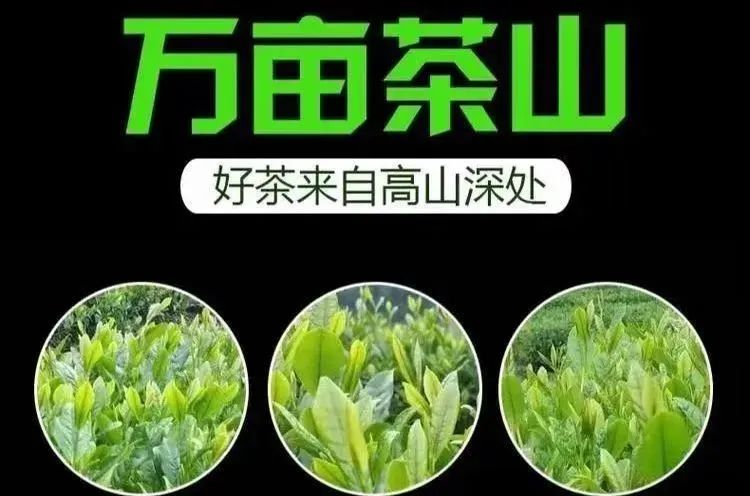 秘境出佳茗·山水孕硒茶——紫阳富硒茶