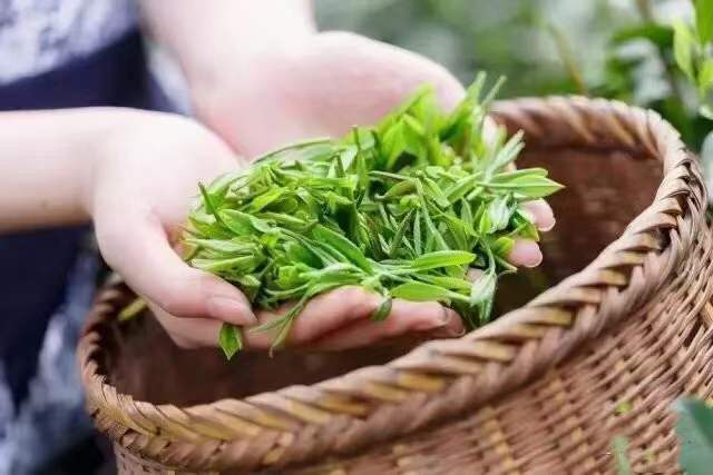 万缕贡茶香 千户幸福长——紫阳县焕古镇万亩茶园奏响增收“茶乐章”