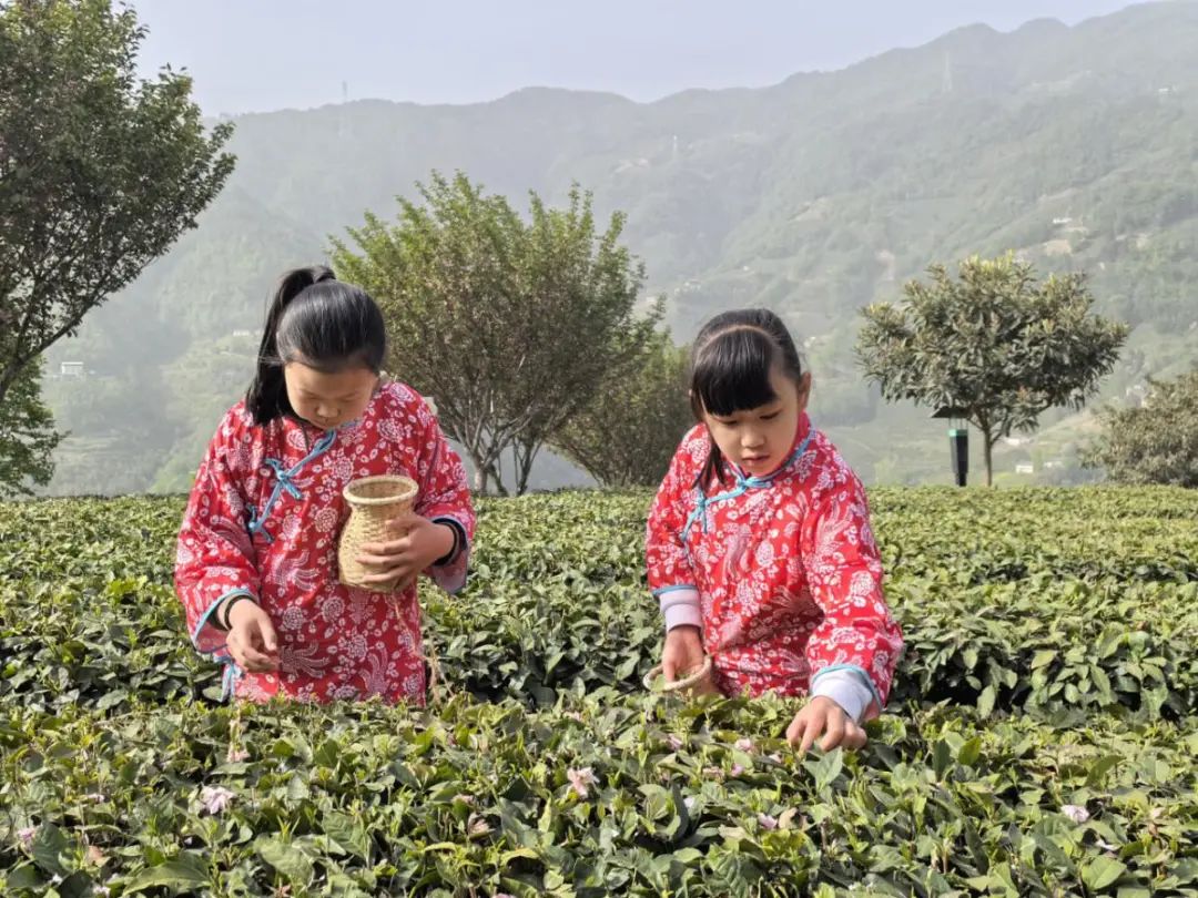 “硒”望之境：紫阳茶文旅的热辣蝶变