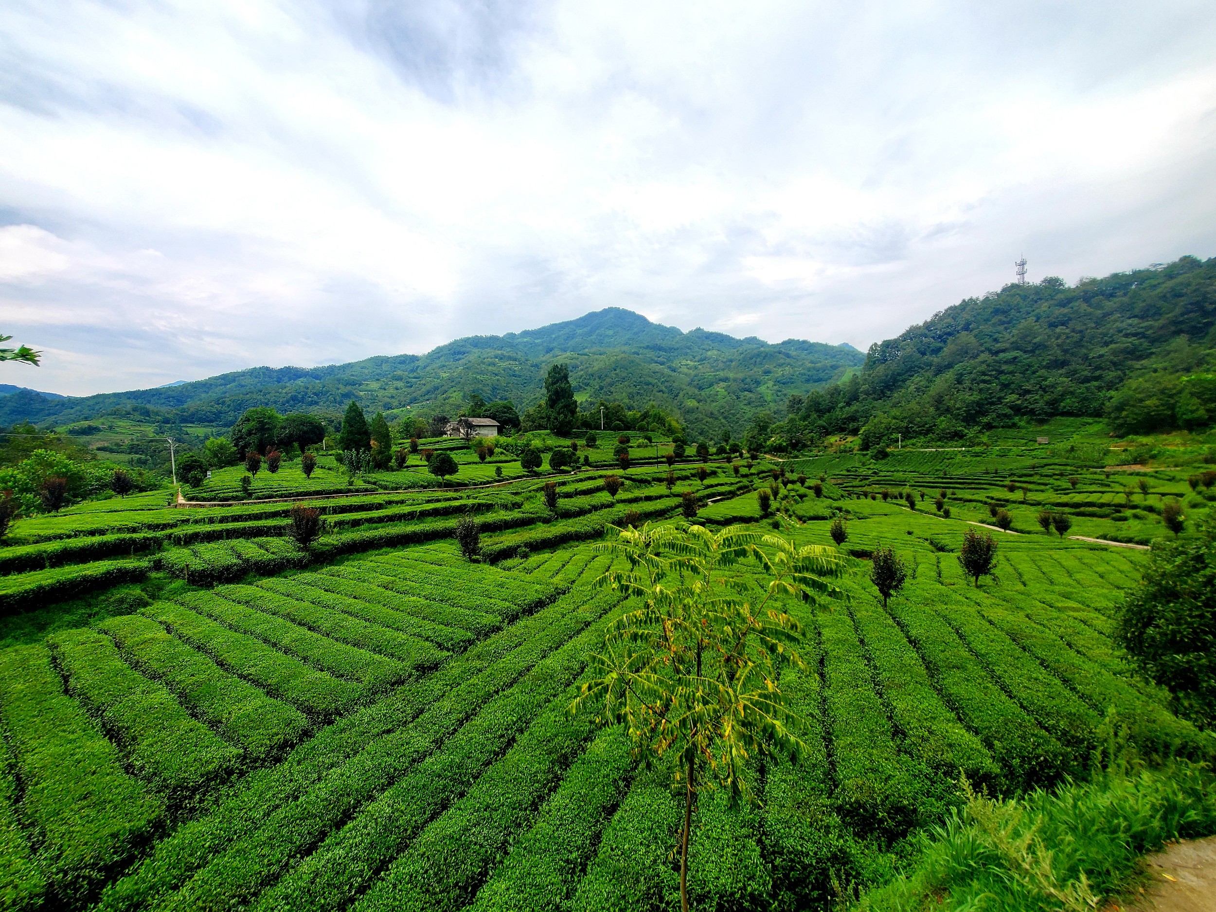 紫阳县茶园防旱抗旱技术措施