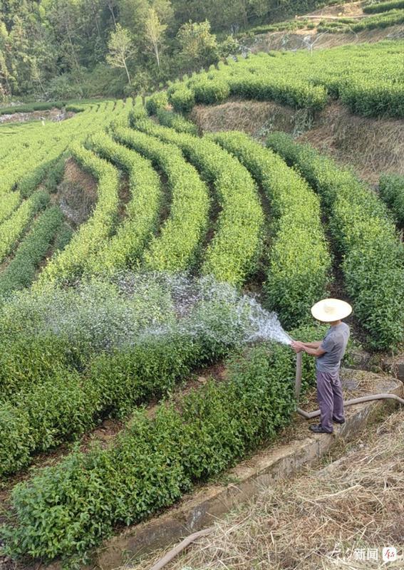 30多亩茶园“喝上了水”