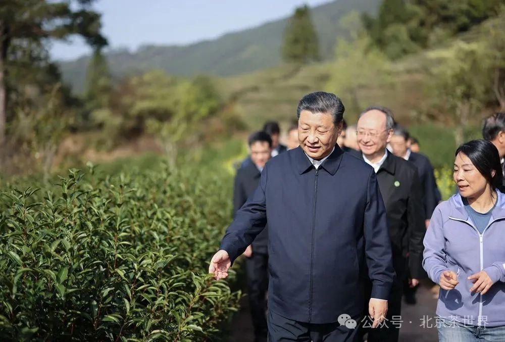 【茶界头条】习总书记：“把茶产业做大做强”