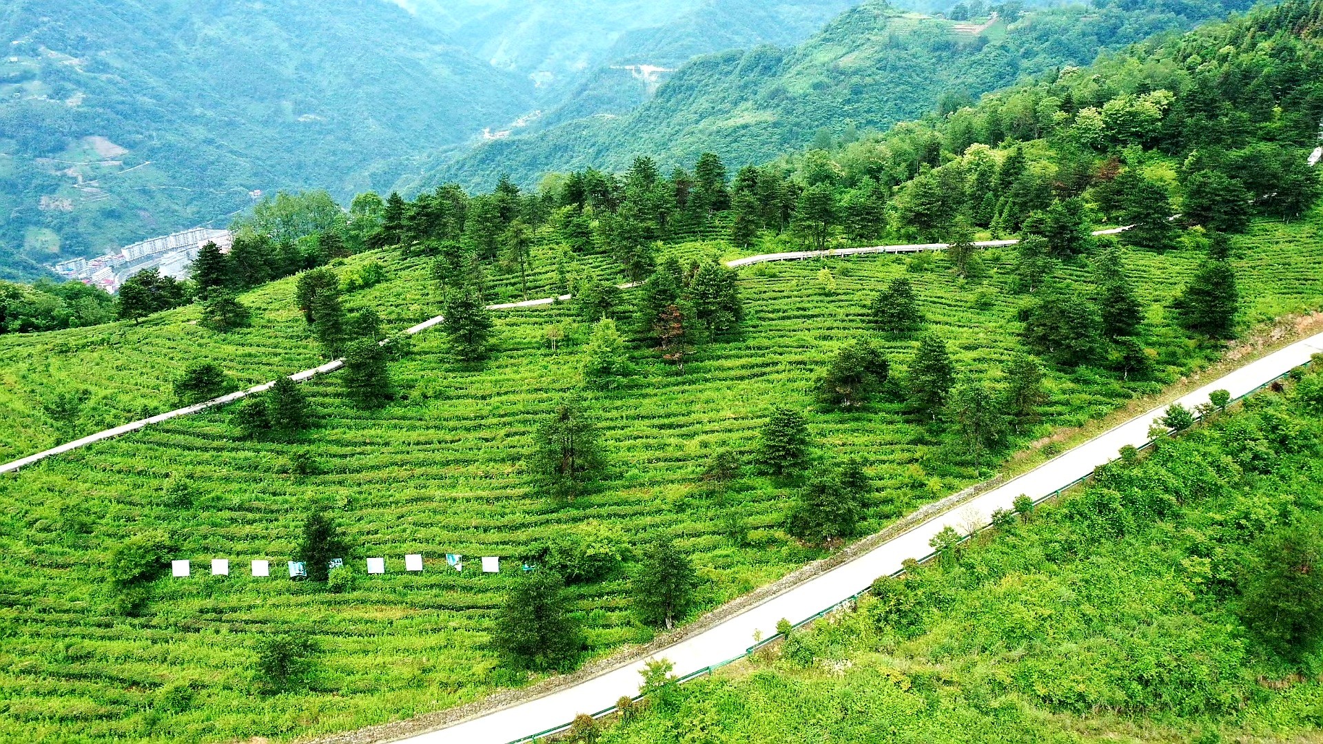 紫阳 轻点屏幕管茶园