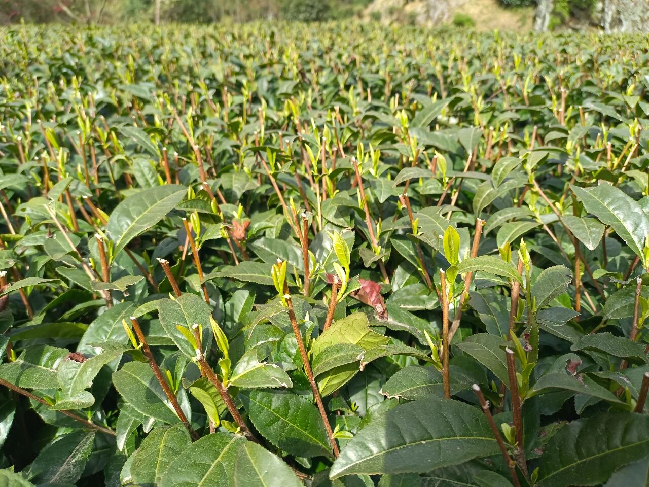 安康市春季茶园管理技术要点