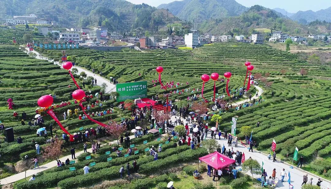 【聚焦】2026紫阳富硒茶开园暨&ldquo;开麦吧！茶乡&rdquo;茶文旅融合系列活动将于4月4日启幕